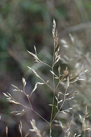 Agrostis capillaris \ Rotes Strau�gras / Common Bentgrass, Browntop, D Trennfurt 30.8.2025