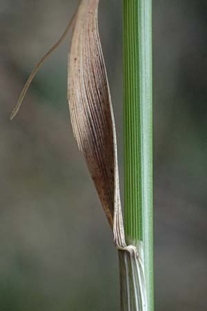 Agrostis capillaris \ Rotes Strau�gras / Common Bentgrass, Browntop, D Trennfurt 30.8.2025