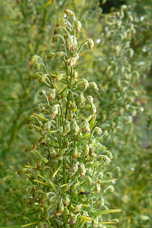 Artemisia dracunculus \ Estragon / Tarragon, D Botan. Gar.  Universit.  Mainz 13.9.2008