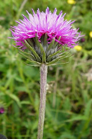 Carduus defloratus \ Alpen-Distel / Alpine Thistle, D Ulm 2.6.2015