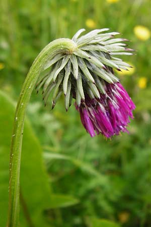 Carduus defloratus \ Alpen-Distel / Alpine Thistle, D Ulm 2.6.2015