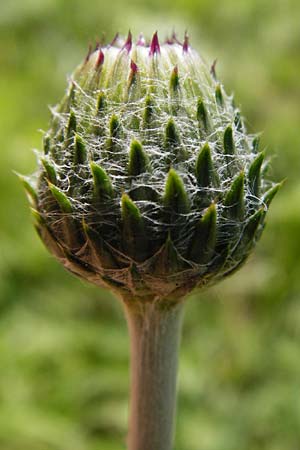 Carduus defloratus \ Alpen-Distel / Alpine Thistle, D Allmendingen 10.7.2015