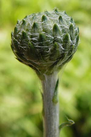 Carduus defloratus \ Alpen-Distel / Alpine Thistle, D Allmendingen 10.7.2015