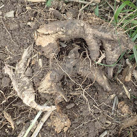 Arundo donax \ Pfahlrohr, Spanisches Rohr / Giant Reed, D Botan. Gar.  Universit.  T&uuml;bingen 3.9.2016