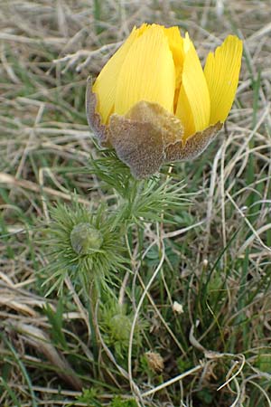 Adonis vernalis \ Fr�hlings-Adonisr�schen / Spring Pheasant's Eye, D Neuleiningen 1.4.2017