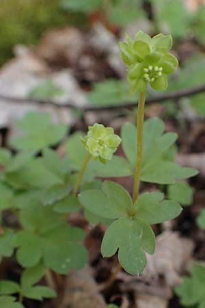 Adoxa moschatellina \ Moschuskraut / Moschatel, Town-Hall Clock, D Rheinhessen, Wendelsheim 20.4.2021