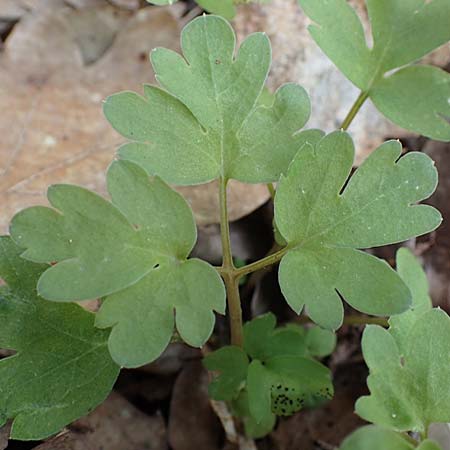 Adoxa moschatellina \ Moschuskraut / Moschatel, Town-Hall Clock, D Rheinhessen, Wendelsheim 20.4.2021