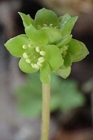 Adoxa moschatellina \ Moschuskraut / Moschatel, Town-Hall Clock, D Rheinhessen, Wendelsheim 20.4.2021