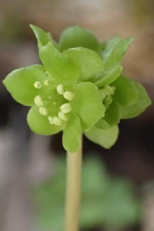 Adoxa moschatellina \ Moschuskraut / Moschatel, Town-Hall Clock, D Rheinhessen, Wendelsheim 20.4.2021