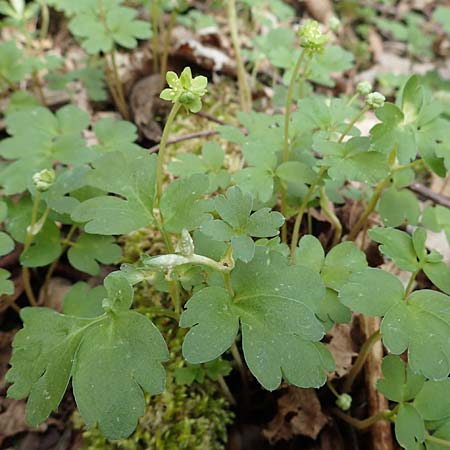 Adoxa moschatellina \ Moschuskraut / Moschatel, Town-Hall Clock, D Rheinhessen, Wendelsheim 20.4.2021