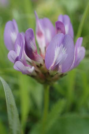 Astragalus danicus, D&auml;nischer Tragant