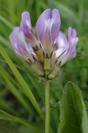 Astragalus danicus \ D&auml;nischer Tragant / Purple Milk-Vetch, D Neuleiningen 28.5.2021