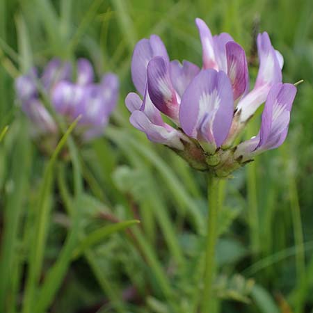 Astragalus danicus \ D&auml;nischer Tragant / Purple Milk-Vetch, D Neuleiningen 28.5.2021