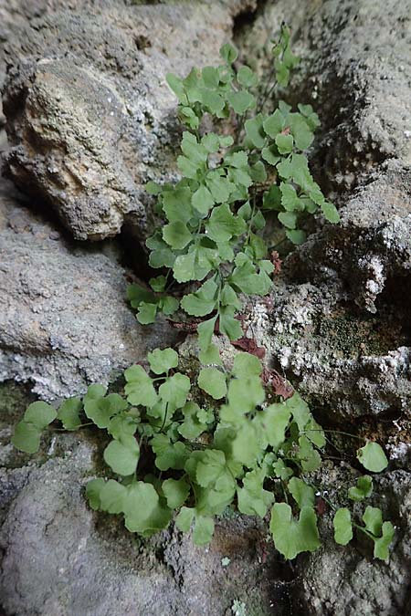 Adiantum raddianum \ Dreieckiger Frauenhaar-Farn, Raddes Frauenhaar-Farn / Delta Maidenhair Fern, D Kallstadt 12.4.2022