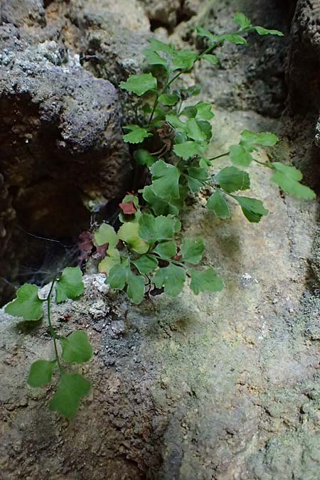 Adiantum raddianum \ Dreieckiger Frauenhaar-Farn, Raddes Frauenhaar-Farn / Delta Maidenhair Fern, D Kallstadt 12.4.2022