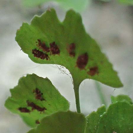 Adiantum raddianum \ Dreieckiger Frauenhaar-Farn, Raddes Frauenhaar-Farn / Delta Maidenhair Fern, D Kallstadt 12.4.2022