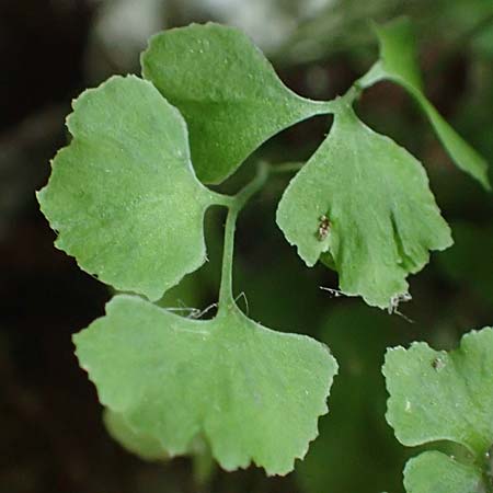 Adiantum raddianum \ Dreieckiger Frauenhaar-Farn, Raddes Frauenhaar-Farn / Delta Maidenhair Fern, D Kallstadt 12.4.2022