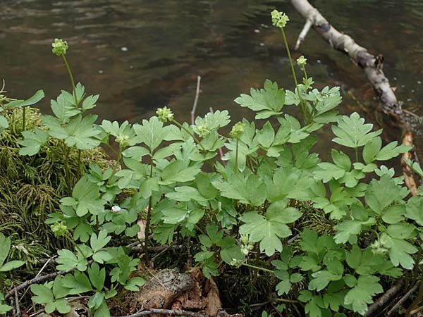 Adoxa moschatellina \ Moschuskraut / Moschatel, Town-Hall Clock, D Mudau 23.4.2023