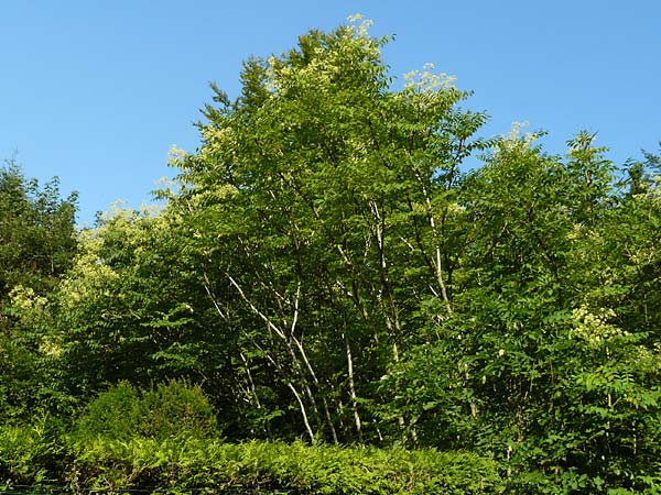 Aralia elata \ Japanischer Angelikabaum, Teufels-Kr&uuml;ckstock / Japanese Angelica Tree, D Odenwald, Unterflockenbach 2.7.2015