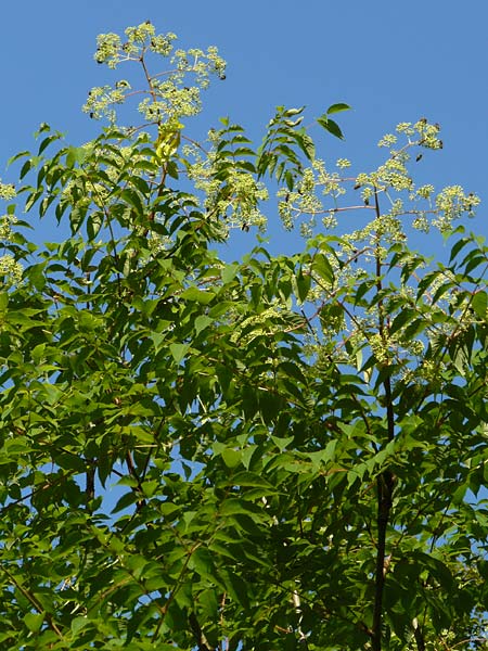 Aralia elata \ Japanischer Angelikabaum, Teufels-Kr&uuml;ckstock / Japanese Angelica Tree, D Odenwald, Unterflockenbach 2.7.2015