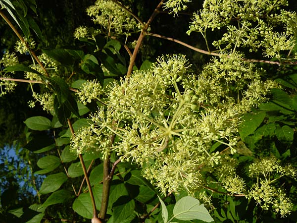 Aralia elata \ Japanischer Angelikabaum, Teufels-Kr&uuml;ckstock / Japanese Angelica Tree, D Odenwald, Unterflockenbach 2.7.2015