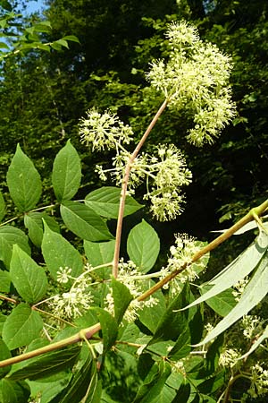 Aralia elata \ Japanischer Angelikabaum, Teufels-Kr&uuml;ckstock / Japanese Angelica Tree, D Odenwald, Unterflockenbach 2.7.2015