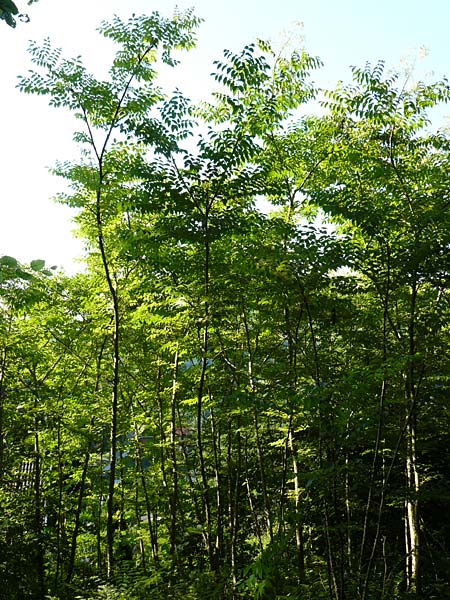 Aralia elata \ Japanischer Angelikabaum, Teufels-Kr&uuml;ckstock / Japanese Angelica Tree, D Odenwald, Unterflockenbach 2.7.2015