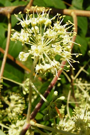 Aralia elata \ Japanischer Angelikabaum, Teufels-Kr&uuml;ckstock / Japanese Angelica Tree, D Odenwald, Unterflockenbach 2.7.2015