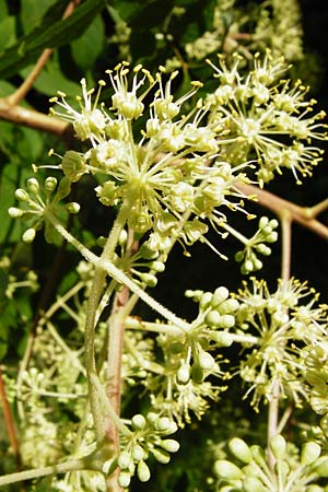 Aralia elata \ Japanischer Angelikabaum, Teufels-Kr&uuml;ckstock / Japanese Angelica Tree, D Odenwald, Unterflockenbach 2.7.2015