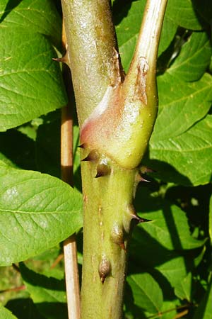 Aralia elata \ Japanischer Angelikabaum, Teufels-Kr&uuml;ckstock / Japanese Angelica Tree, D Odenwald, Unterflockenbach 2.7.2015