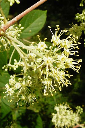 Aralia elata \ Japanischer Angelikabaum, Teufels-Kr&uuml;ckstock / Japanese Angelica Tree, D Odenwald, Unterflockenbach 2.7.2015