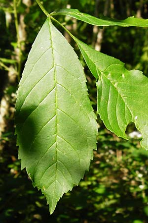 Aralia elata \ Japanischer Angelikabaum, Teufels-Kr&uuml;ckstock / Japanese Angelica Tree, D Odenwald, Unterflockenbach 2.7.2015