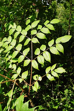 Aralia elata \ Japanischer Angelikabaum, Teufels-Kr&uuml;ckstock / Japanese Angelica Tree, D Odenwald, Unterflockenbach 2.7.2015