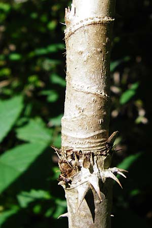 Aralia elata \ Japanischer Angelikabaum, Teufels-Kr&uuml;ckstock / Japanese Angelica Tree, D Odenwald, Unterflockenbach 2.7.2015