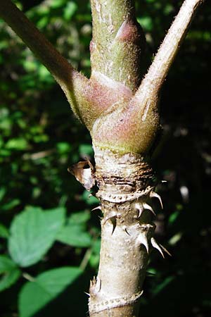 Aralia elata \ Japanischer Angelikabaum, Teufels-Kr&uuml;ckstock / Japanese Angelica Tree, D Odenwald, Unterflockenbach 2.7.2015