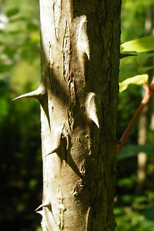 Aralia elata \ Japanischer Angelikabaum, Teufels-Kr&uuml;ckstock / Japanese Angelica Tree, D Odenwald, Unterflockenbach 2.7.2015