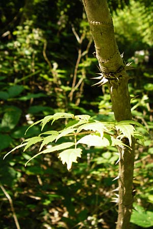 Aralia elata \ Japanischer Angelikabaum, Teufels-Kr&uuml;ckstock / Japanese Angelica Tree, D Odenwald, Unterflockenbach 2.7.2015