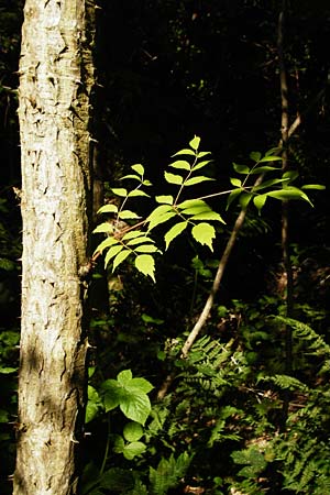 Aralia elata \ Japanischer Angelikabaum, Teufels-Kr&uuml;ckstock / Japanese Angelica Tree, D Odenwald, Unterflockenbach 2.7.2015
