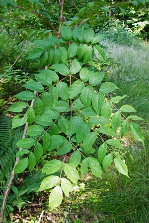 Aralia elata \ Japanischer Angelikabaum, Teufels-Kr&uuml;ckstock / Japanese Angelica Tree, D Odenwald, Unterflockenbach 2.7.2015