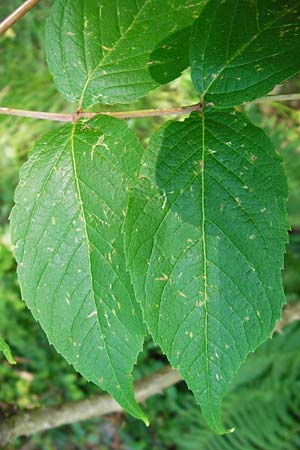 Aralia elata \ Japanischer Angelikabaum, Teufels-Kr&uuml;ckstock / Japanese Angelica Tree, D Odenwald, Unterflockenbach 2.7.2015