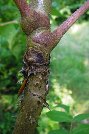 Aralia elata \ Japanischer Angelikabaum, Teufels-Kr&uuml;ckstock / Japanese Angelica Tree, D Odenwald, Unterflockenbach 2.7.2015