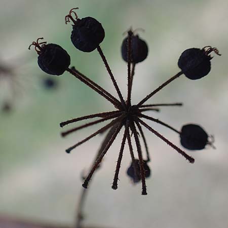 Aralia elata \ Japanischer Angelikabaum, Teufels-Kr&uuml;ckstock / Japanese Angelica Tree, D Odenwald, Unterflockenbach 10.9.2015