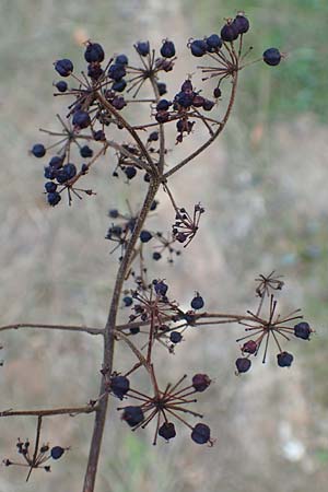 Aralia elata \ Japanischer Angelikabaum, Teufels-Kr&uuml;ckstock / Japanese Angelica Tree, D Odenwald, Unterflockenbach 10.9.2015