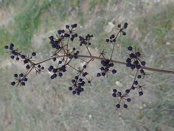 Aralia elata \ Japanischer Angelikabaum, Teufels-Kr&uuml;ckstock / Japanese Angelica Tree, D Odenwald, Unterflockenbach 10.9.2015