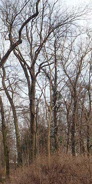 Aralia excelsa s.l. \ Hohe Aralie / Tall Spikenard, D Mannheim 29.1.2017