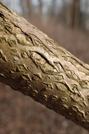 Aralia excelsa s.l. \ Hohe Aralie / Tall Spikenard, D Mannheim 29.1.2017
