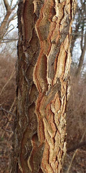 Aralia excelsa s.l. \ Hohe Aralie / Tall Spikenard, D Mannheim 29.1.2017