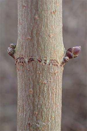 Aralia excelsa s.l. \ Hohe Aralie / Tall Spikenard, D Mannheim 29.1.2017