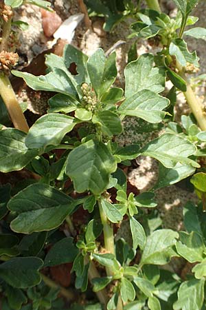 Amaranthus blitum subsp. emarginatus \ Kerb-Fuchsschwanz, Ausgerandeter Amaranth / Pigweed, D Mannheim 11.10.2018