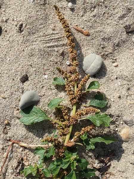 Amaranthus blitum subsp. emarginatus \ Kerb-Fuchsschwanz, Ausgerandeter Amaranth / Pigweed, D Mannheim 11.10.2018